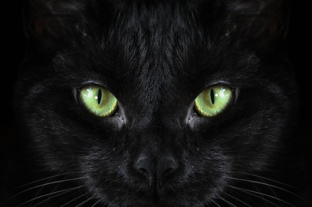 Briam-Cute / Pixabay / Canva Imagem do rosto de um gato preto com olhos verdes, simbolizando o Exu Gato Preto.