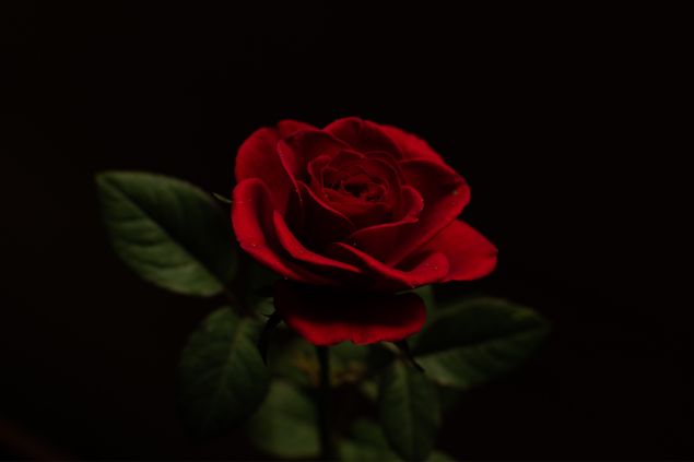 SHUBHAM SHRIVASTAVA / Pexels / Canva Imagem de uma rosa vermelha, simbolizando uma das oferendas para a Pombagira Maria Padilha da Umbanda.