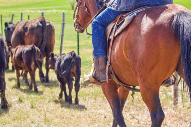 Joseph Tointon / Getty Images / Canva Imagem de um boiadeiro sentando em seu cavalo marrom, tocando a sua boiada em um pasto verde.