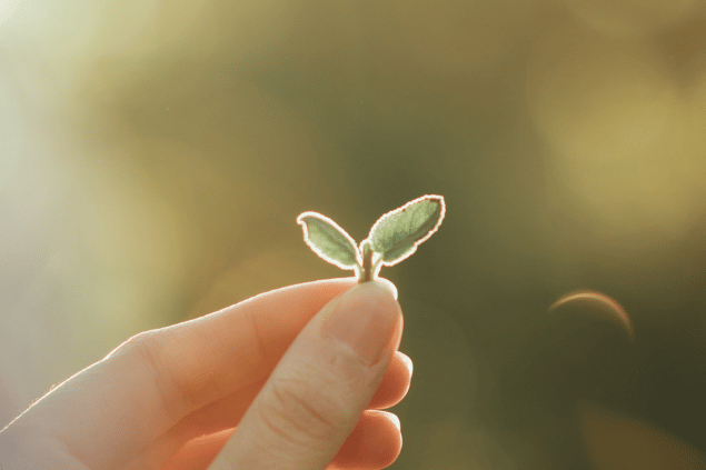 Mão segurando uma planta