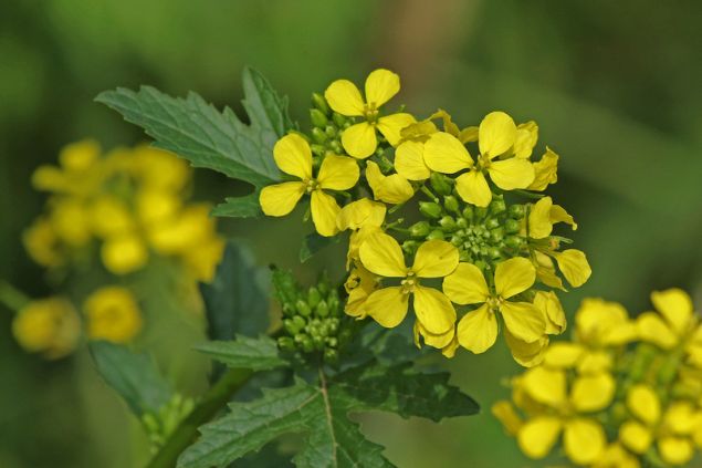 Ruth Swan / Shutterstock Flores de mostarda.