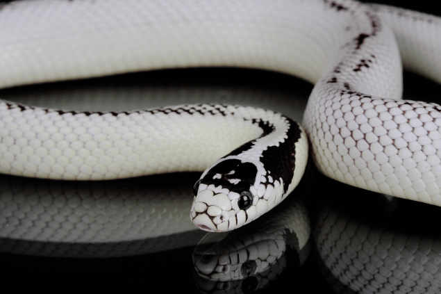 Cobra branaca com pintas pretas. 