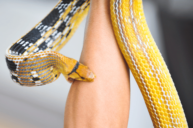 Cobra amarela Coelognathus mordendo braço de uma pessoa. 