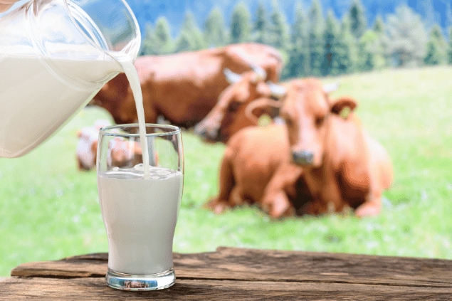  Imagem de um copo de leite com o fundo cheio de vaquinhas deitadas no pasto. 