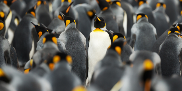 Pinguins indo em uma direção enquanto um deles está virado na direção contrário.