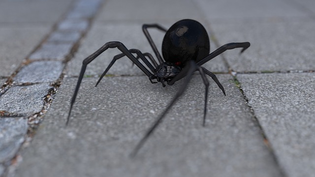 Aranha preta no asfalto