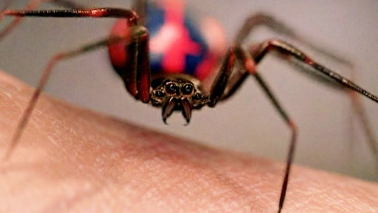 Sonhar Com Aranha Na Visao Evangelica