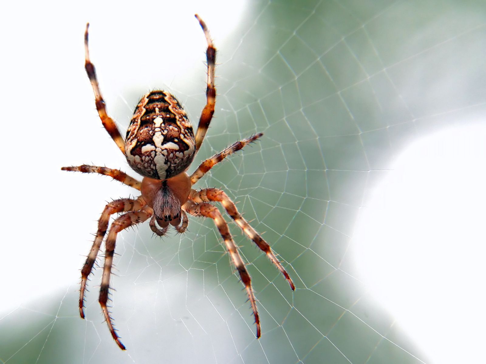 Sonhar Com Aranha Na Visao Evangelica