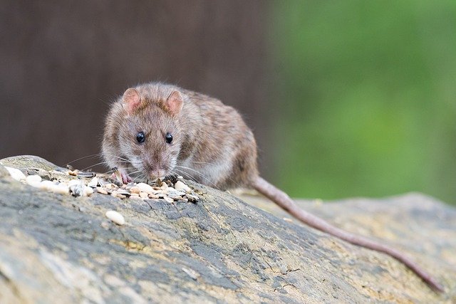 Rato pequeno marrom.