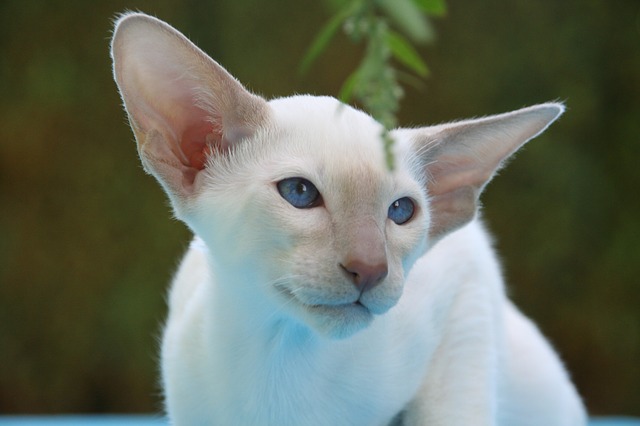 Gato Peterbald visto de perfil