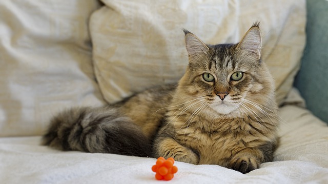 Gato Pixie Bob deitado na cama.