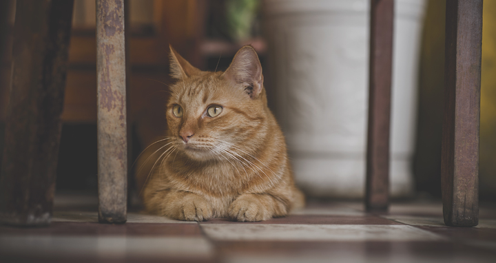 Gato Chausie deitado no chão, abaixo de uma cadeira.