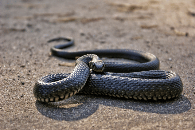 Cobra rastejando no chão