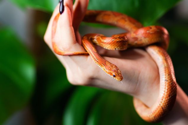 Cobra pequena e alaranjada enroscada entre os dedos da mão de uma mulher.