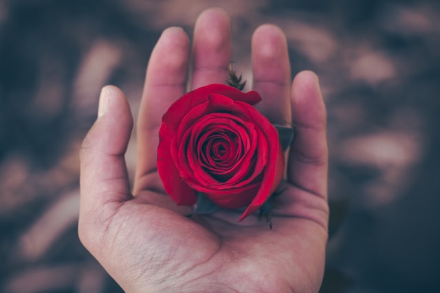 Mão segurando uma rosa