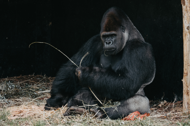 Gorila preto comendo mato