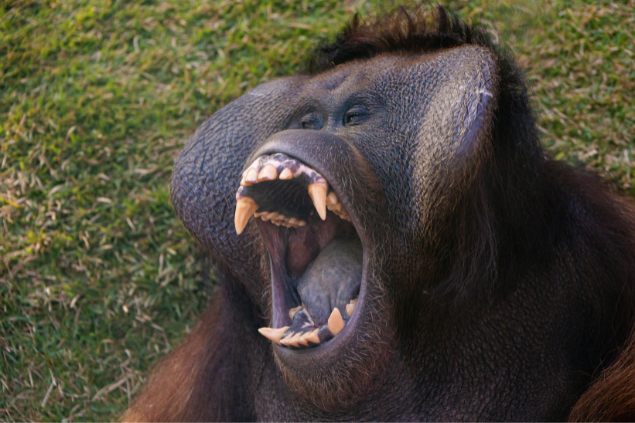 Gorila com a boca aberta, esperando para ser alimentado 