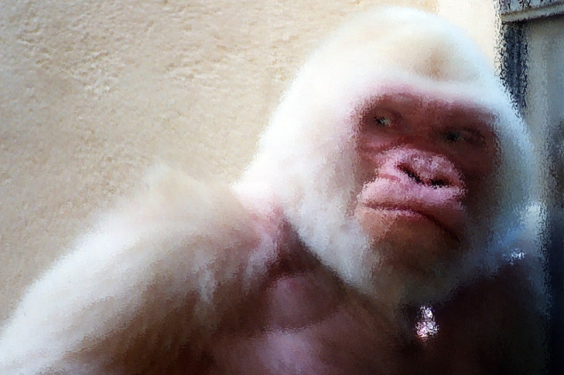 Pintura de um gorila branco