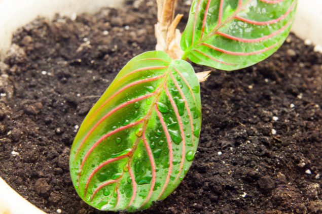Planta Maravilha dentro de um vaso. No fundo, embaixo dela, há terra
