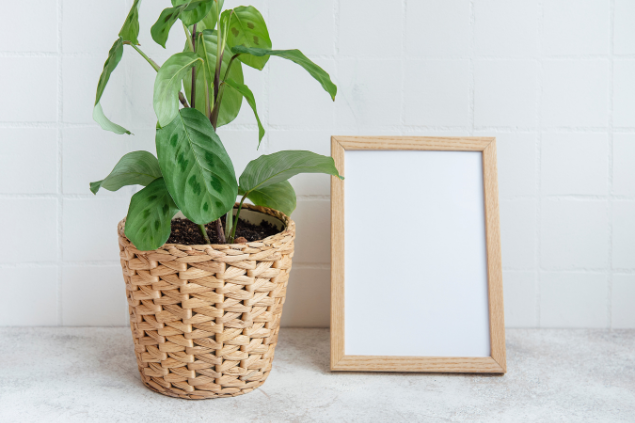 Planta maravilha e, ao lado, há um quadro sem foto