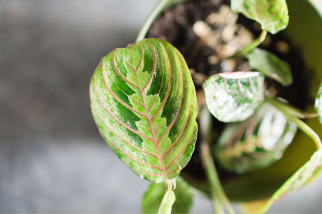 Folha da planta maravilha