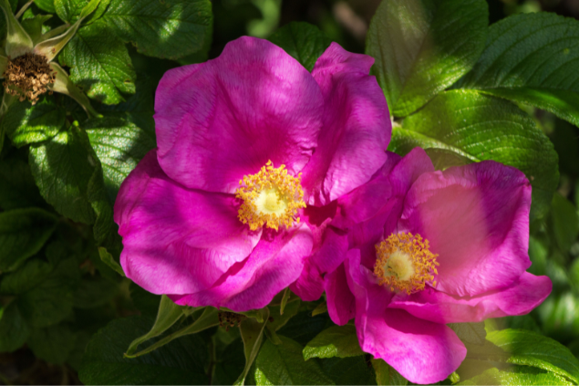 Planta rosa mosqueta com vários raios de sol e de sombra