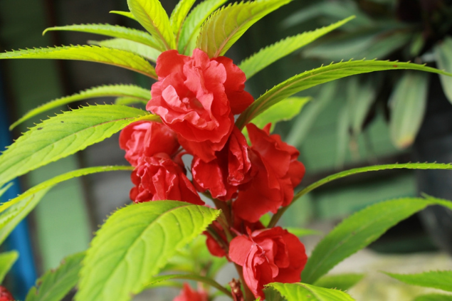 Flor balsamina, originária da Ásia