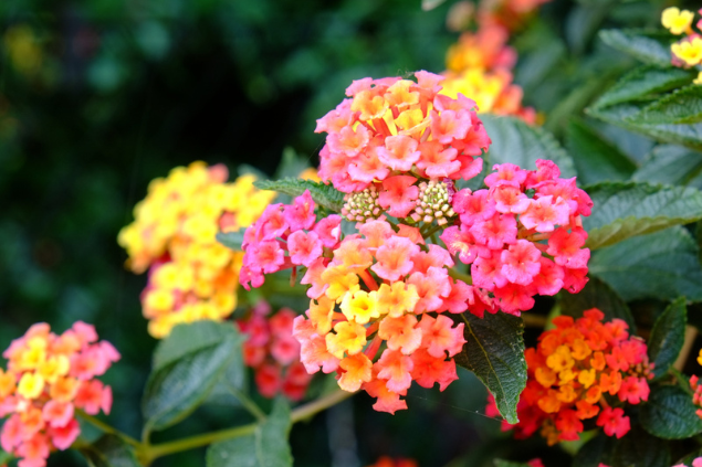 Andreas 1971 / Shutterstock.com Planta lantana