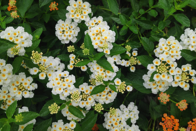 Ibenk_88 / Shutterstock.com Lantana branca