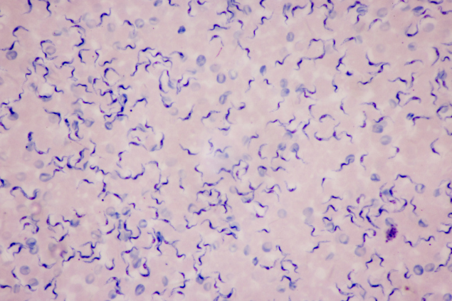 Rattiya Thongdumhyu / Shutterstock.com Vírus Trypanosoma Cruzi