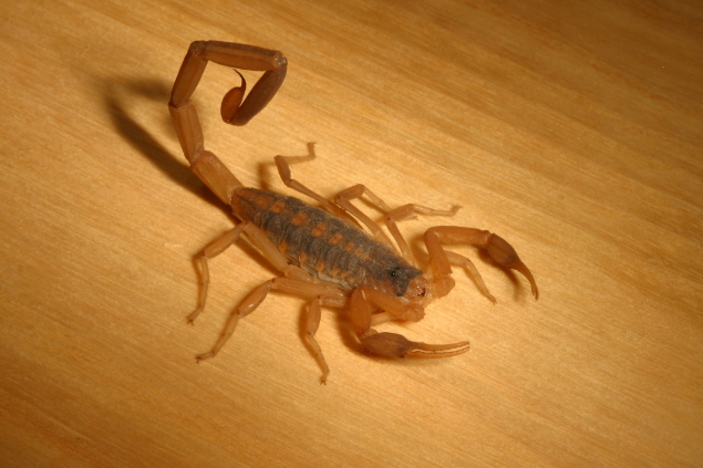 Escorpião amarelo em um piso de madeira