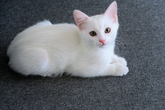 Gato branco deitado no tapete olhando para a câmera
