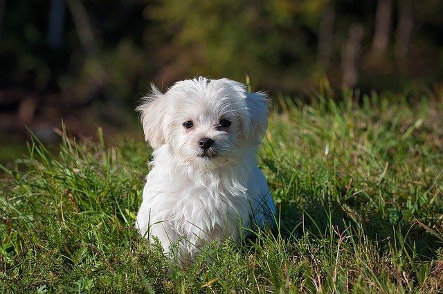 Cachorro branco no meio da grama