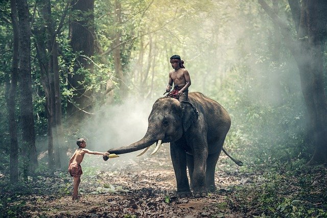 Homem andando de elefante em floresta