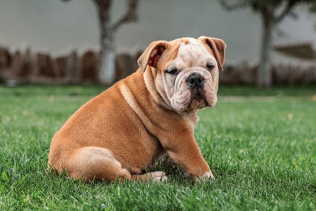 Bulldog sentado em um gramado