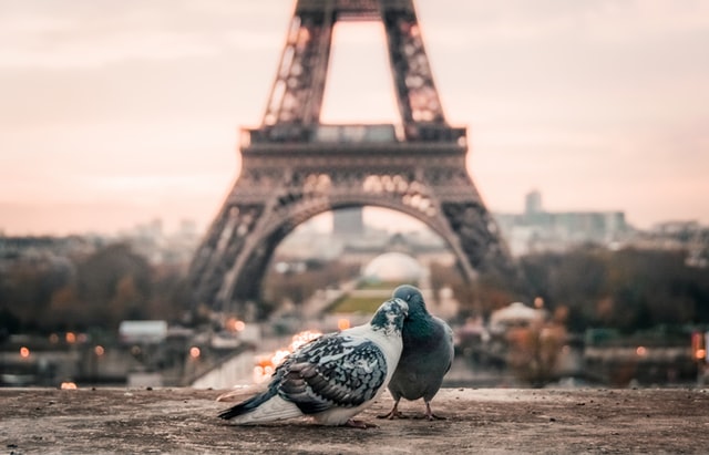 Dois pombos juntos em frente à Torre Eiffel