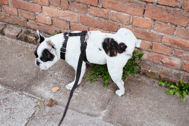 freestocks / Unsplash Cachorro urinando numa parede.