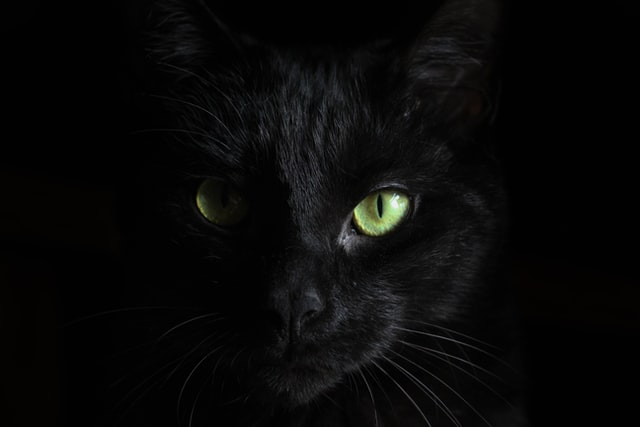 Gato preto de olhos verdes.