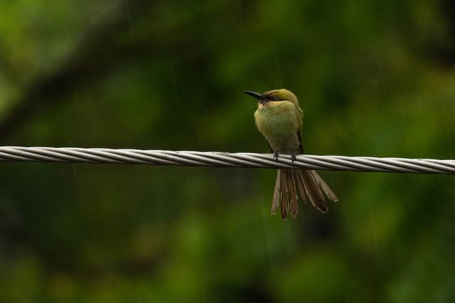 Pássaro amarelo em fio
