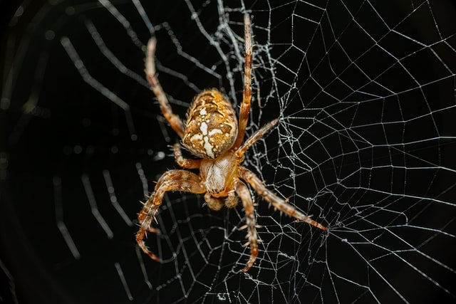 Aranha em teia