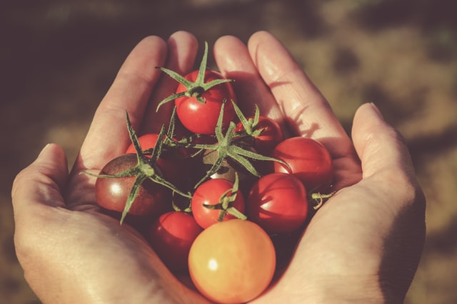 Mãos brancas segurando pequenos tomates.