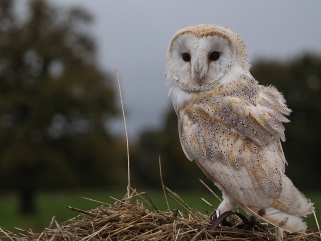 Jesse Cason / Unsplash Coruja branca.