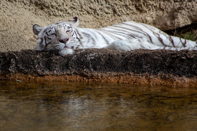 Tigre branco dormindo.