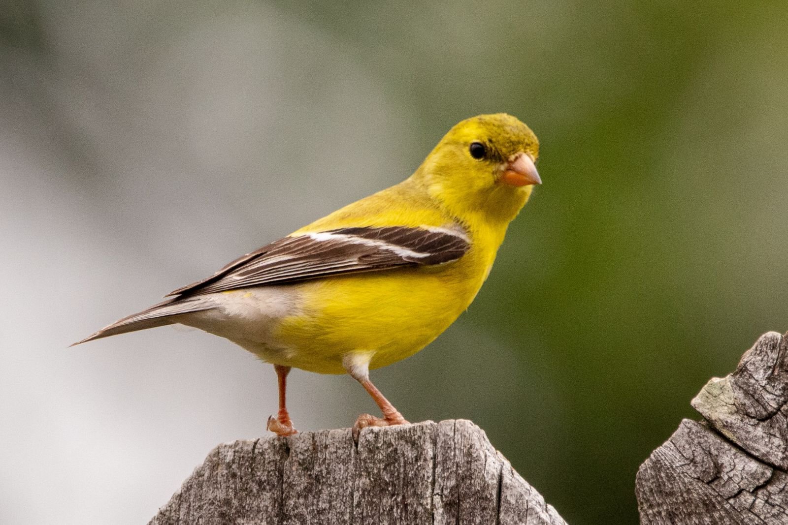 Pássaro amarelo em tronco
