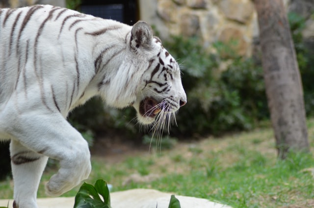 Tigre branco abrindo a boca.