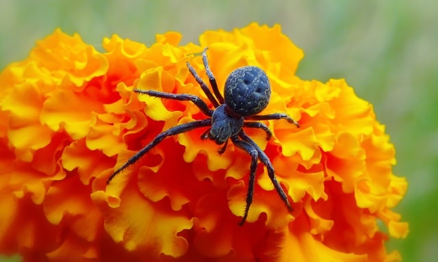 Aranha preta em flor laranja