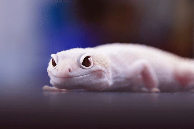 lagartixa branca em fundo desfocado