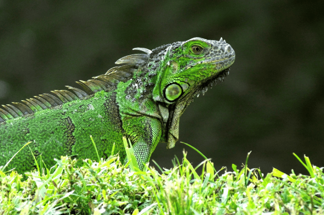 lagarto verde (iguana) em um gramado.