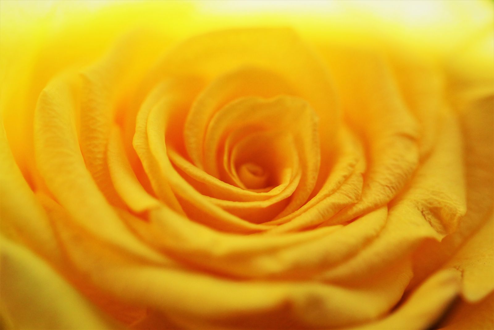 Imagem ampliada de uma rosa.