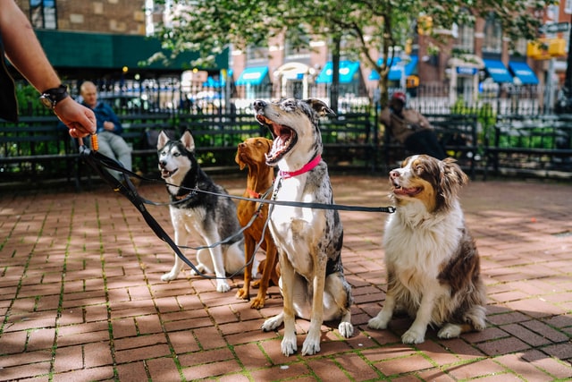 Cachorros no parque.